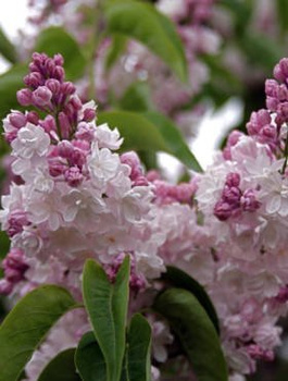 Lilak Pospolity Beauty of Moscow Krasavitsa Moskvy (C2)