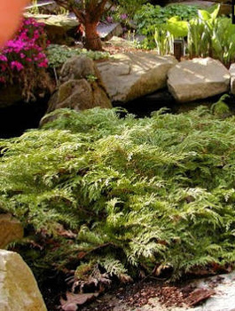 Mikrobiota syberyjska Mrozoodporna (C2)