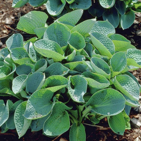 Funkia Hosta Abiqua Drinking Gourd (C2)