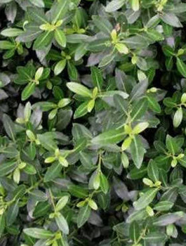 Ostrokrzew bukszpanowy karbowanolistny 'Green Hedge' (C2)