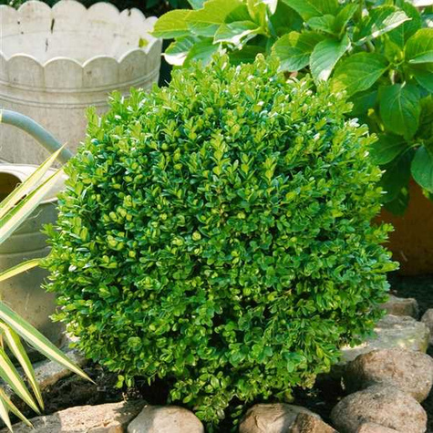 Bukszpan wieczniezielony Blauer Heinz