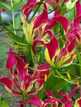 Glorioza Rotszylda Lilia pnąca Lilia chwały czerwono-żółta