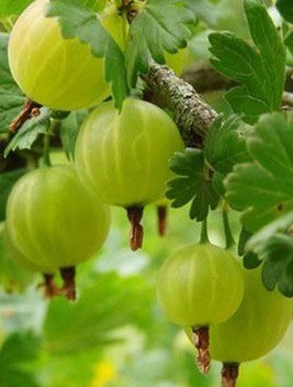 Agrest biały Mucurines krzaczasty w doniczce