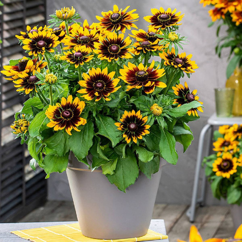 Rudbekia owłosiona Rudy Mini Yellow and Black (C2) 