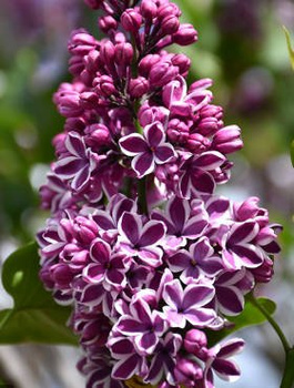 Lilak pospolity Sensation Dwubarwny (C2)