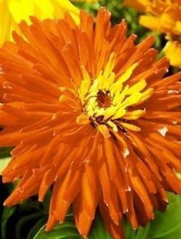 Cynia wytworna chryzantemowa Koliber 1g