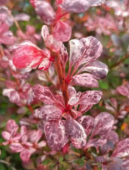 Berberys Thunberga Atropurpurea Nana (C2)