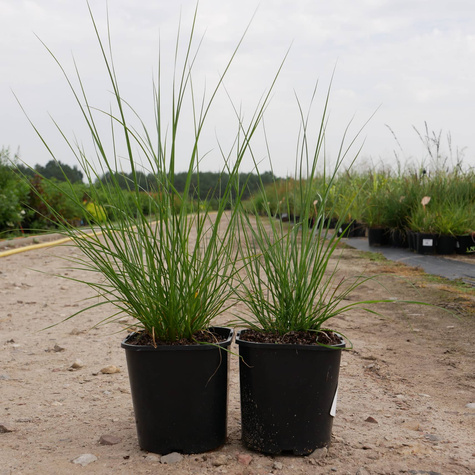 Rozplenica japońska Piórkówka Hameln (C2)