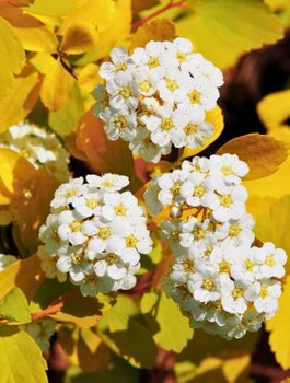 Tawuła van Houtte'a Gold Fountain (C2)