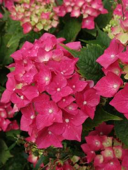 Hortensja ogrodowa Royal Red czerwone kwiaty (C2)