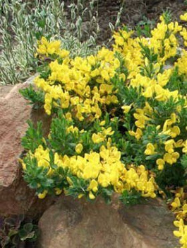 Szczodrzeniec Żarnowiec Położony (C2)