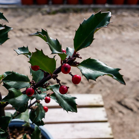 Ostrokrzew Blue Girl (C2)