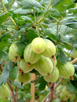 Agrest biały Tatiana Plant Pack