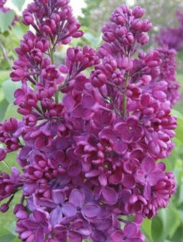 Lilak pospolity Znamya Lenina (C2)