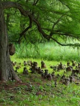 Cypryśnik błotny (C2)