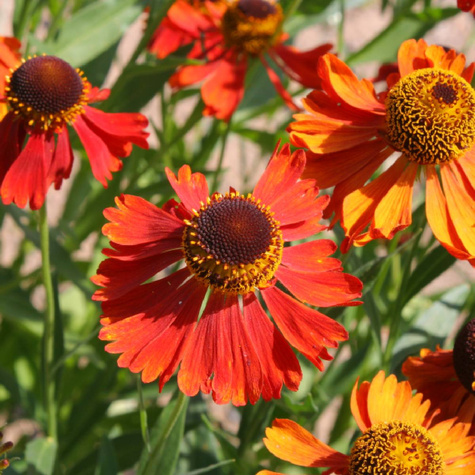 Dzielżan ogrodowy Mardi Gras (C2)