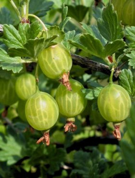 Agrest biały Mucurines na pniu Plant Pack