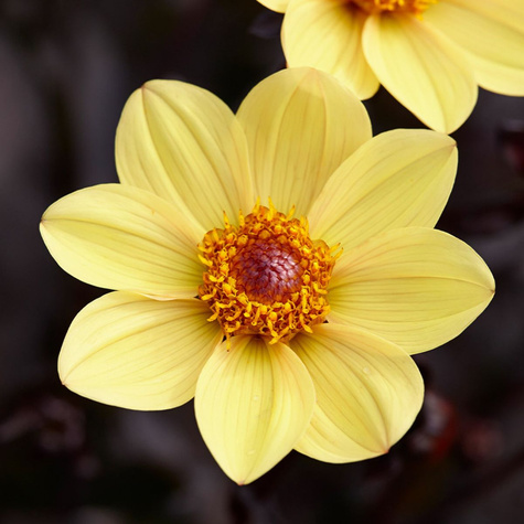 Dalia Mignon Yellow