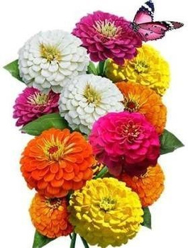 Cynia wytworna karłowa Liliput mix 1g