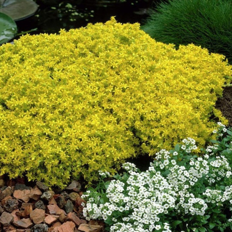 Rozchodnik ostry Yellow Queen (C2)