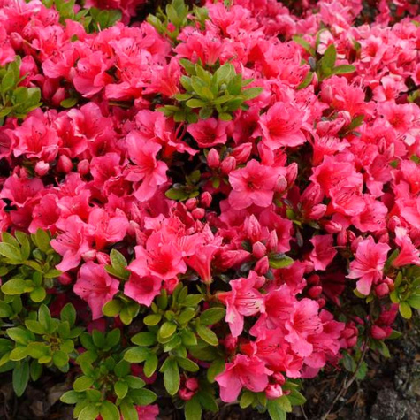 Azalia japońska Allotria