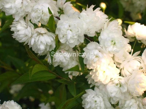 Migdałek biały forma krzewiasta