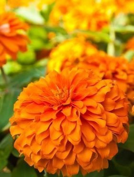 Cynia wytworna daliowa Orys 1g