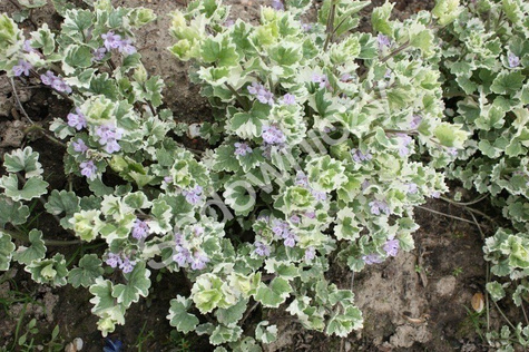 Bluszczyk kurdybanek Variegata (P9)