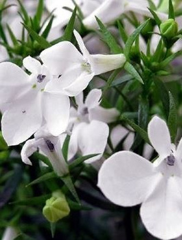 Lobelia Stroiczka White Lady 0,5g
