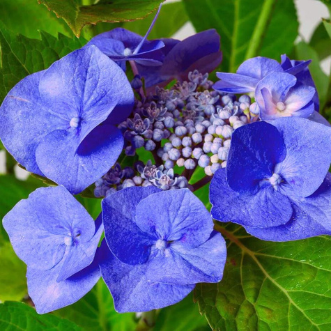 Hortensja ogrodowa Blaumeise (P9)
