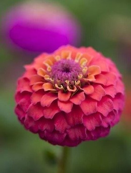 Cynia wytworna Cupido mix 1g