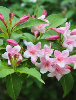 Krzewuszka cudowna Caricatura (P9)