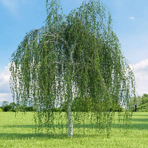 Brzoza brodawkowata (C2)