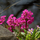 Pierwiosnek różowy (P9)