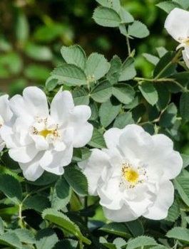 Zestaw Róża pomarszczona Alba 6 szt