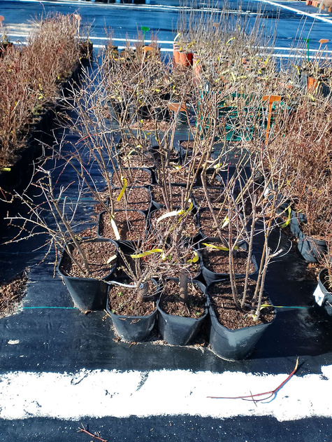 Migdałek biały forma krzewiasta