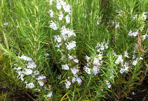 Rozmaryn lekarski 'Albiflorus'