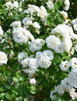 Zestaw Róża okrywowa Sea Foam biała 6 szt