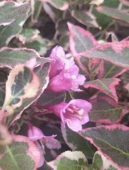 Krzewuszka cudowna Monet (C2)