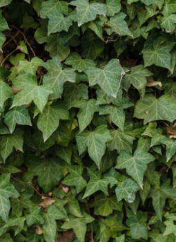 Bluszcz pospolity Crispa (C2)