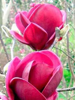 Magnolia Genie (C2)