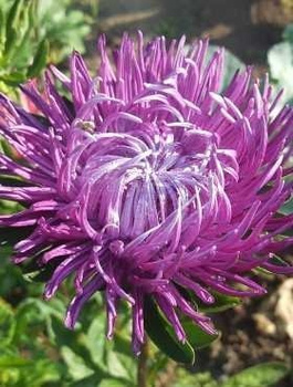 Aster chiński chryzantemowy wysoki fioletowy 1g