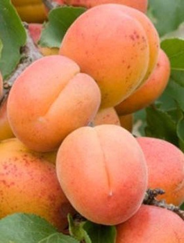 Morela Zaleszczycka Plant Pack