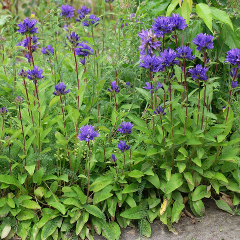 Dzwonek skupiony Superba (C2)