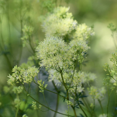 Rutewka żółta Tukker Princess