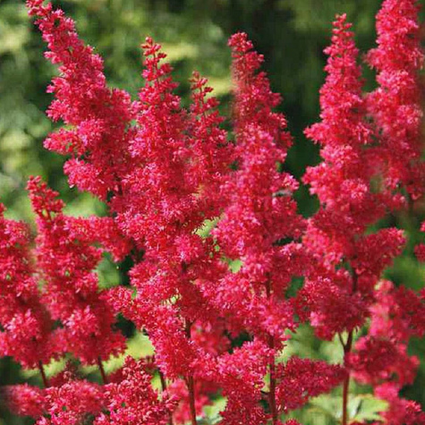 Tawułka japońska Montgomery (C2)