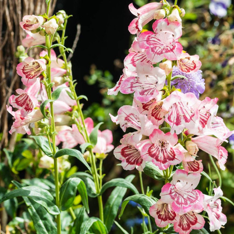 Penstemon Ice Cream Strawberries & Cream (C2) 