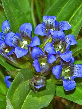 Goryczka krzyżowa (P9)