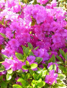 Azalia japońska Fumiko (C2)