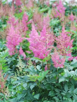 Tawułka Arendsa Mainz różowa